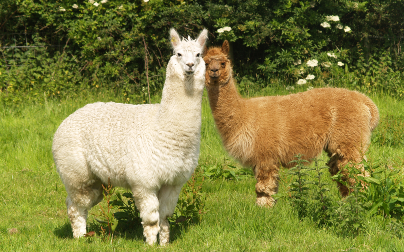 More Info for Alpaca Owners Association National Halter Show