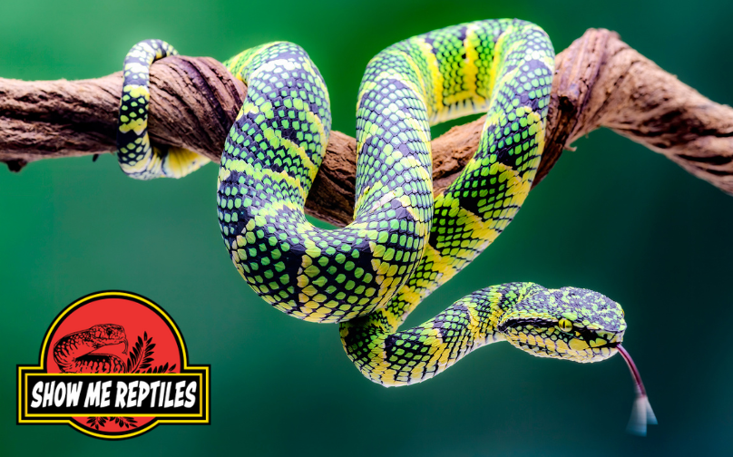 More Info for Colubrid Fest: Show Me Reptiles Show 